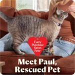 bissell little green mini portable carpet and upholstery deep cleaner, car/auto detailer, with hydrorinse self cleaning tool and 4" tough stain tool,...